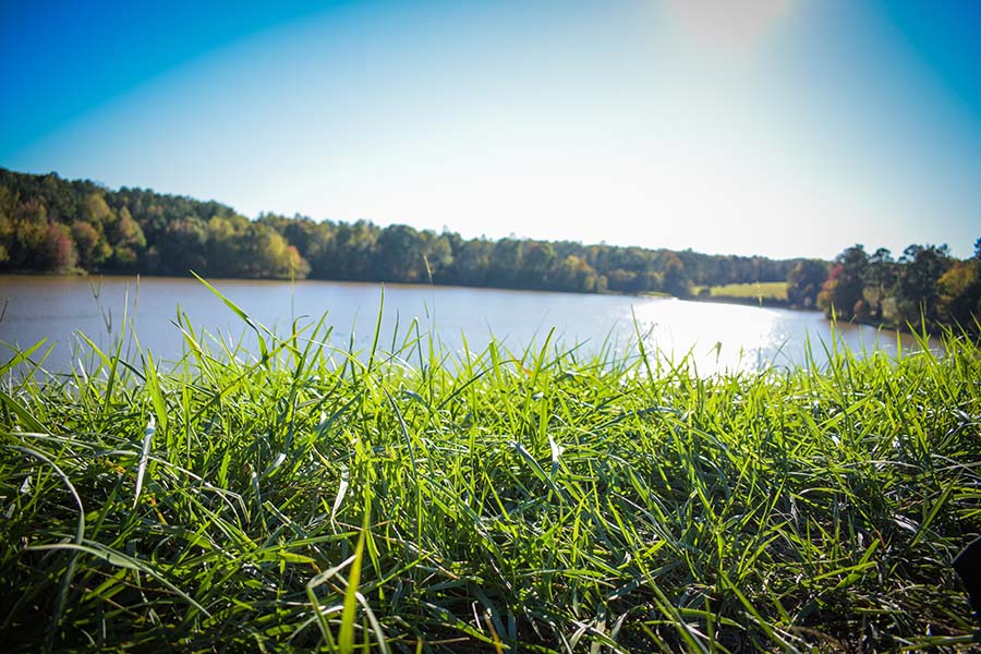 Cary NC - View of Green Grass Next to Lake in Cary North Carolina